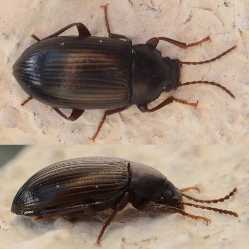 Nalassus dryadophilus